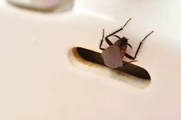 Skuteczne sposoby na pozbycie się robaków w łazience - 5 trików